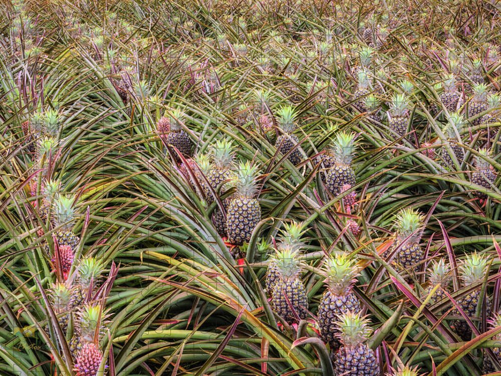 Hawaii Jigsaw Puzzle featuring the photograph Maui Gold Pineapples #1 by Jim Thompson