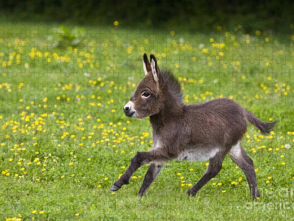 Miniature Donkey Jigsaw Puzzle featuring the photograph Miniature Donkey Foal #1 by Jean-Louis Klein & Marie-Luce Hubert