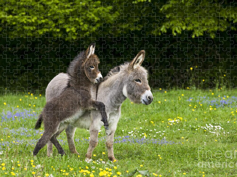 Miniature Donkey Jigsaw Puzzle featuring the photograph Miniature Donkeys #1 by Jean-Louis Klein & Marie-Luce Hubert