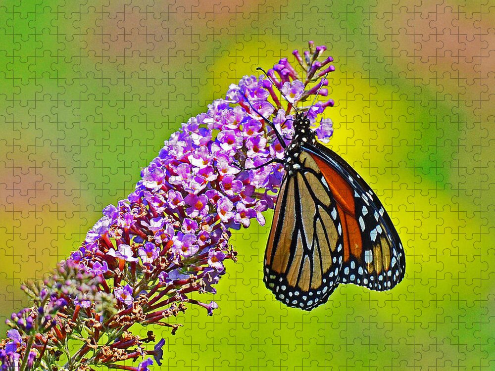 Monarch Jigsaw Puzzle featuring the photograph Monarch Butterfly #1 by Rodney Campbell