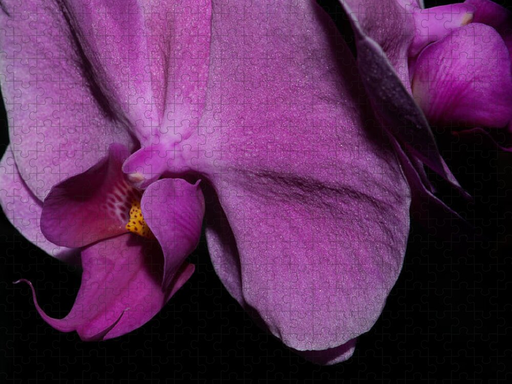 Flowers Jigsaw Puzzle featuring the digital art Moth Orchids #1 by Carol Ailles