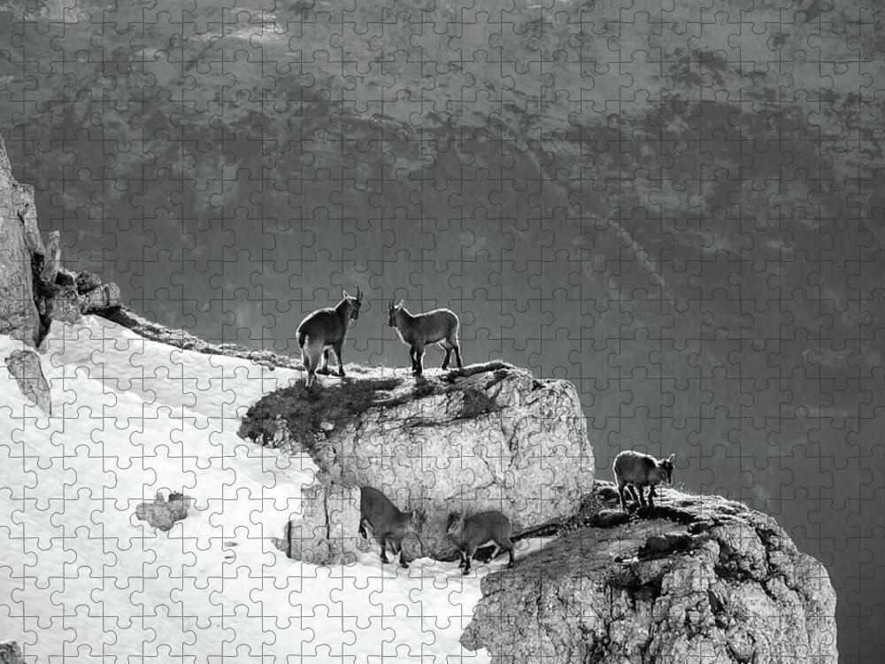 Slovenia Jigsaw Puzzle featuring the photograph Mountain Goats by Mountain Dreams