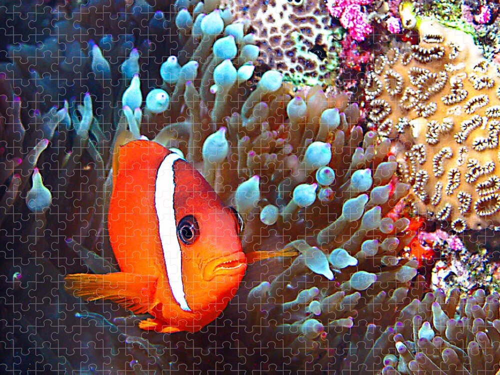 Underwater Jigsaw Puzzle featuring the photograph Nemo #3 by Jean Noren