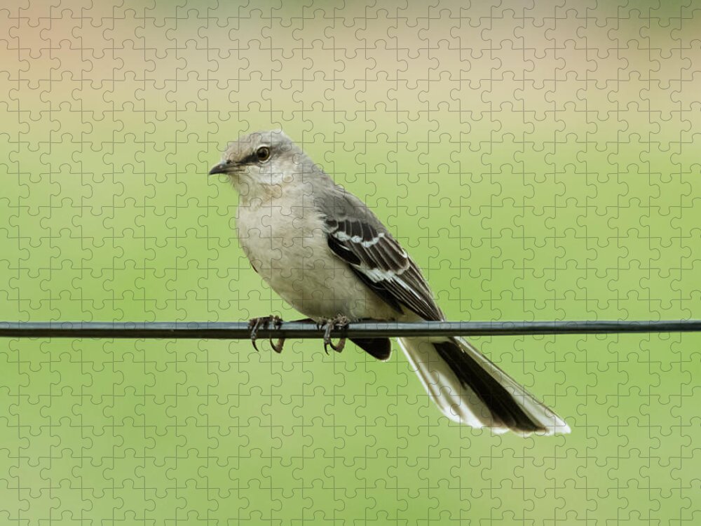 Bird Jigsaw Puzzle featuring the photograph Northern Mockingbird by Holden The Moment