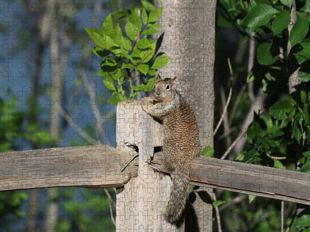 Squirrel Jigsaw Puzzle featuring the photograph On the Fence #1 by Christy Pooschke