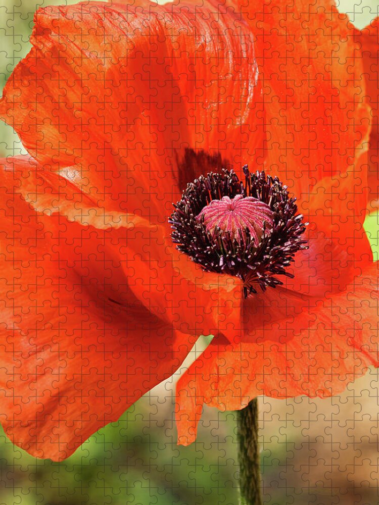 Poppy Jigsaw Puzzle featuring the photograph On the Fringe #2 by Jill Love