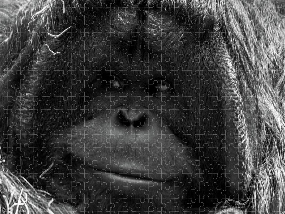 Orangutan Jigsaw Puzzle featuring the photograph Orangutan #1 by Martin Newman