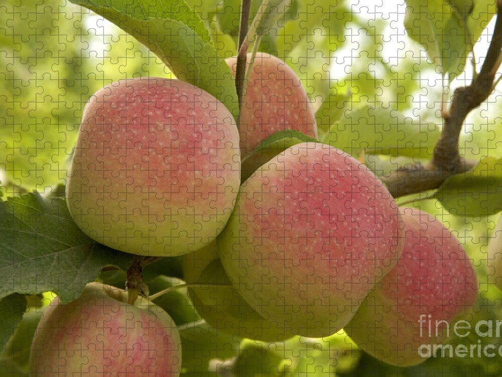 Organic Pink Lady Apples Jigsaw Puzzle by Inga Spence - Pixels