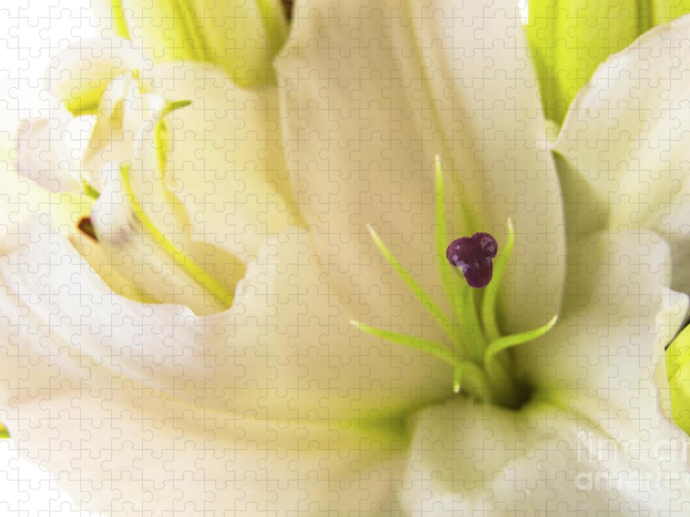 Alive Jigsaw Puzzle featuring the photograph Oriental Lily Flower by Raul Rodriguez