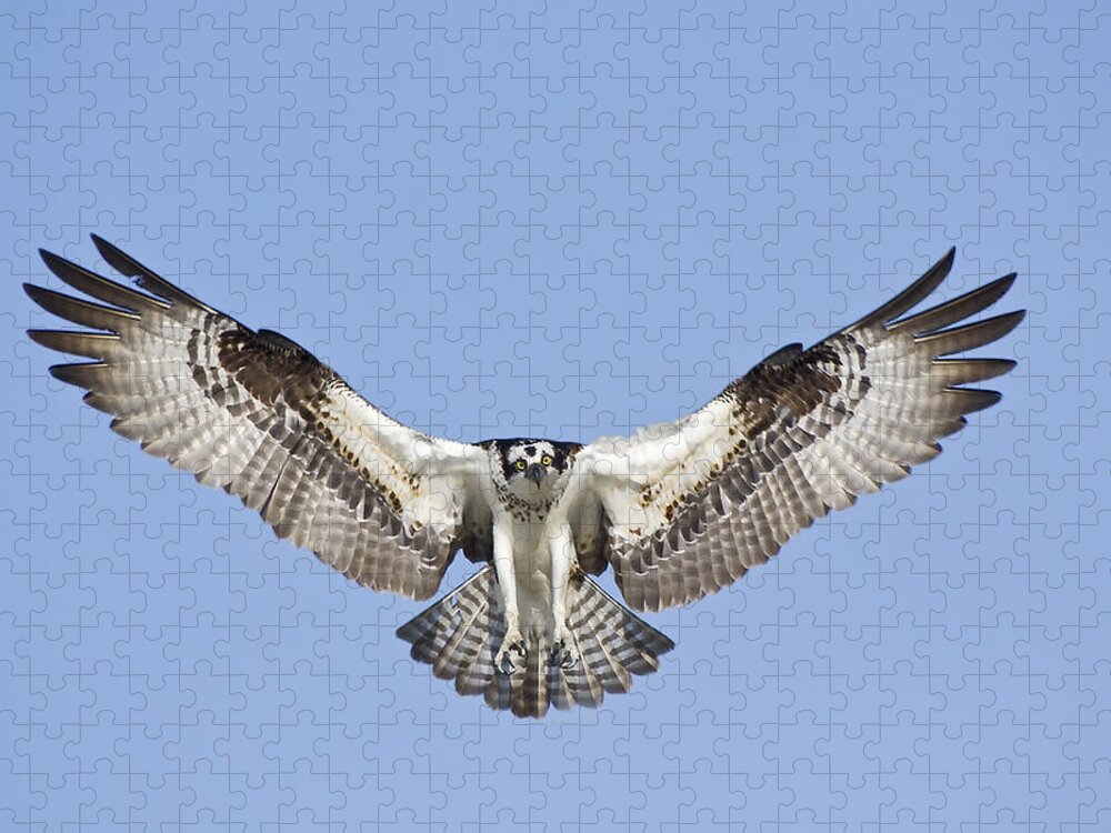 Osprey Jigsaw Puzzle featuring the photograph Osprey in Flight by Bob Decker