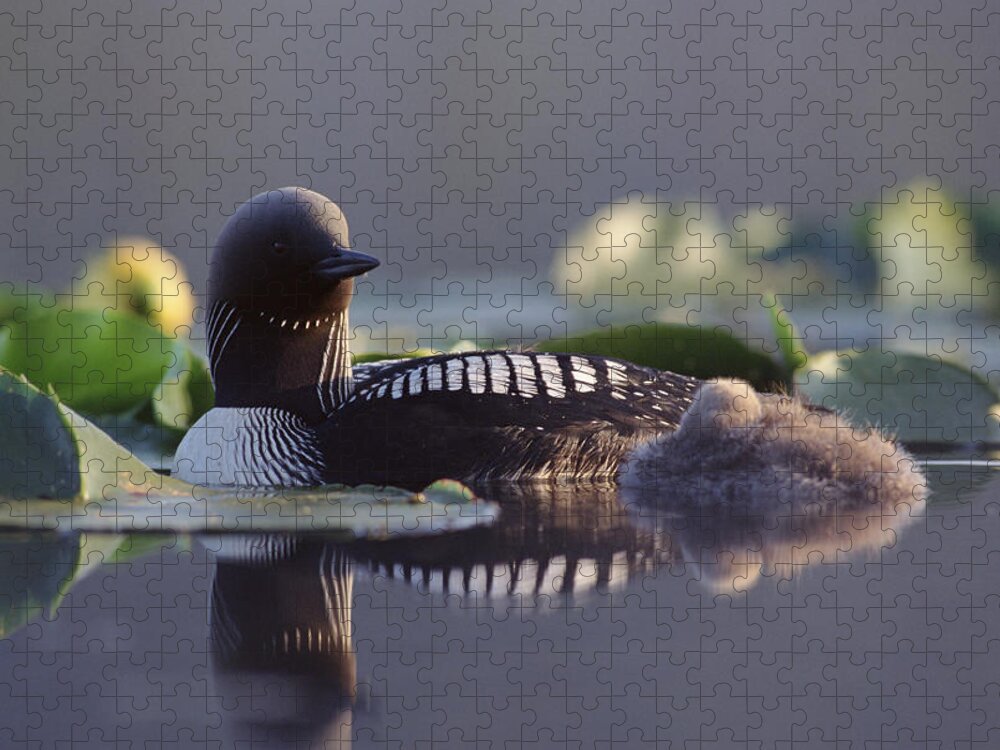 Mp Jigsaw Puzzle featuring the photograph Pacific Loon Gavia Pacifica Parent #1 by Michael Quinton