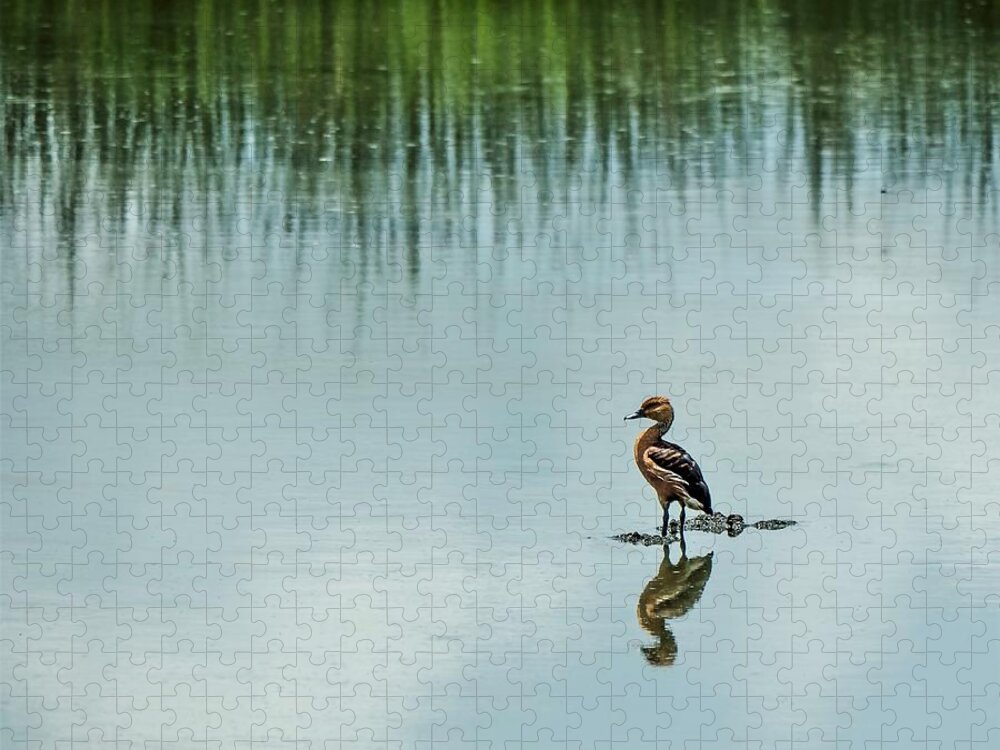 Duck Jigsaw Puzzle featuring the photograph Peaceful Morning #1 by Jerry Connally