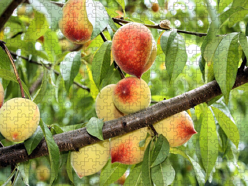 Peach Jigsaw Puzzle featuring the photograph Peaches #1 by Kristin Elmquist