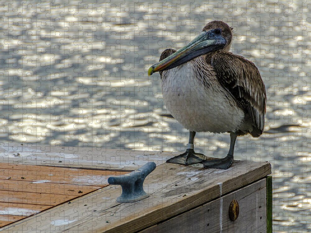 Pelican Jigsaw Puzzle featuring the photograph Pelican at the dock #1 by Wolfgang Stocker