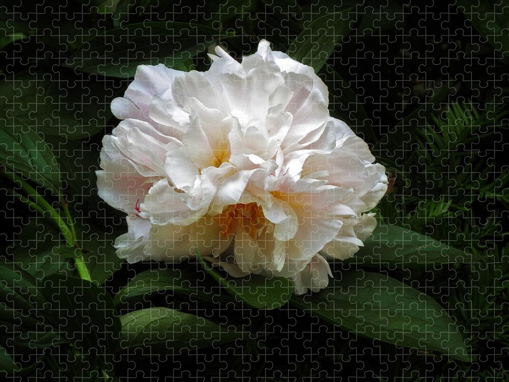 Flower Jigsaw Puzzle featuring the photograph Peony Petals #1 by Jessica Jenney