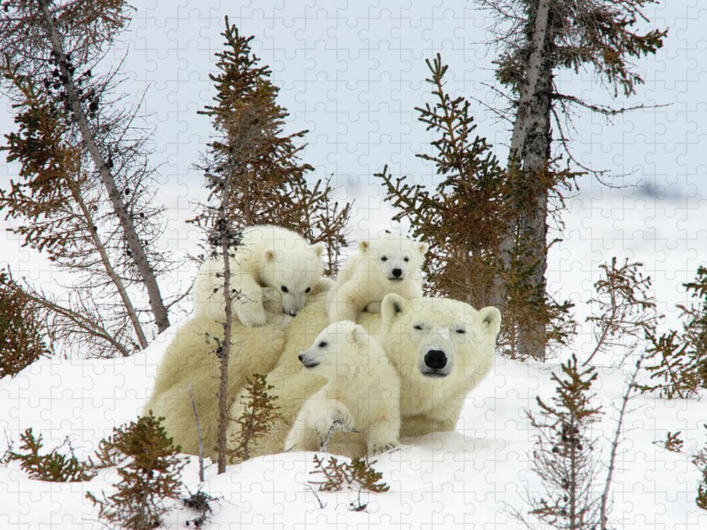 #faatoppicks Jigsaw Puzzle featuring the photograph Polar Bear Ursus Maritimus Trio by Matthias Breiter