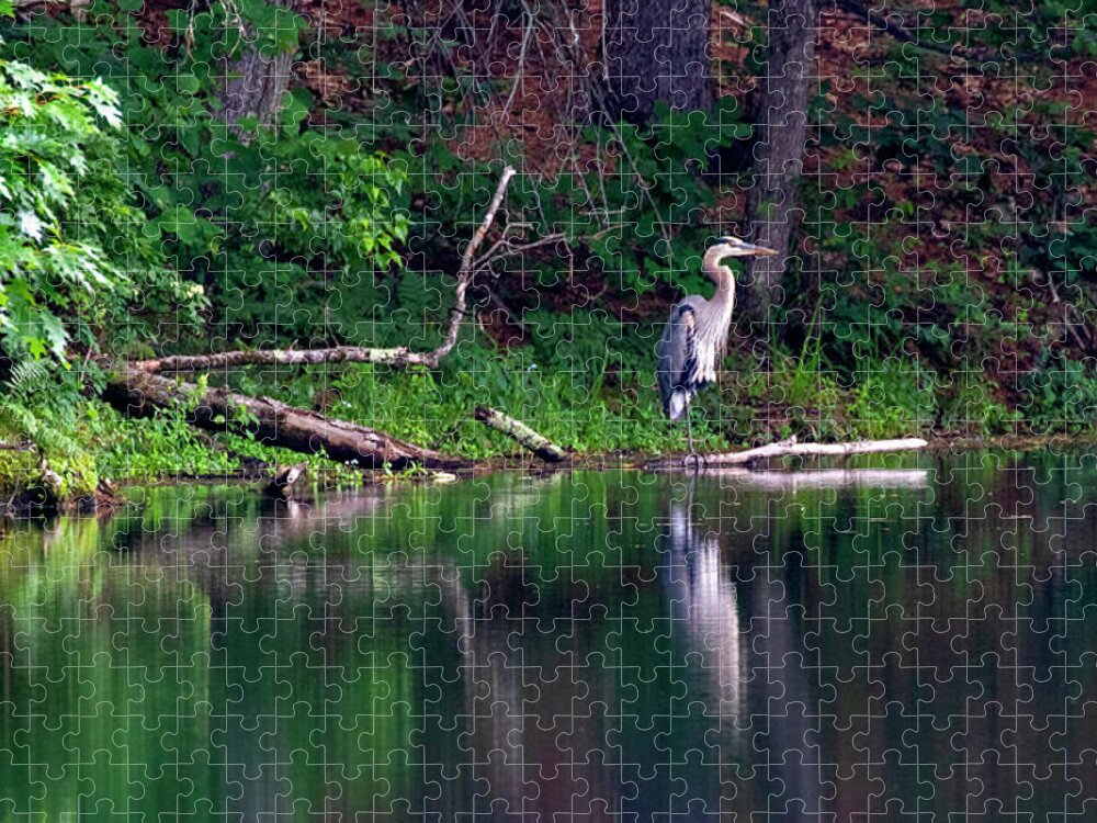 Birds Jigsaw Puzzle featuring the photograph Posing Great Blue Heron #1 by Betty Pauwels