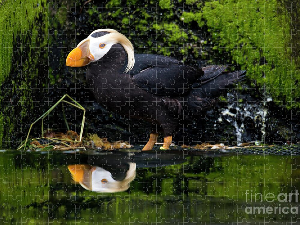 Tufted Puffin Jigsaw Puzzle featuring the photograph Puffin Reflected #2 by Michael Dawson