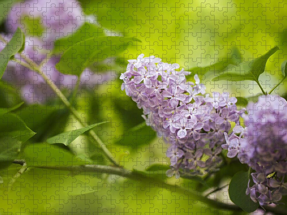 Lilac Jigsaw Puzzle featuring the photograph Purple Lilac #1 by Nailia Schwarz