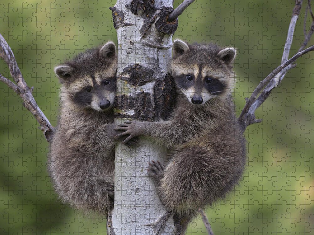 00176520 Jigsaw Puzzle featuring the photograph Raccoon Two Babies Climbing Tree by Tim Fitzharris