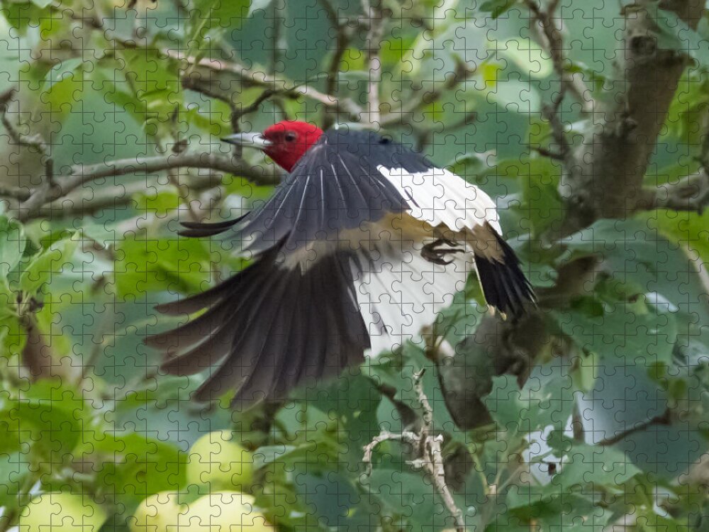Red Headed Woodpecker Jigsaw Puzzle featuring the photograph Red-Headed Woodpecker by Holden The Moment
