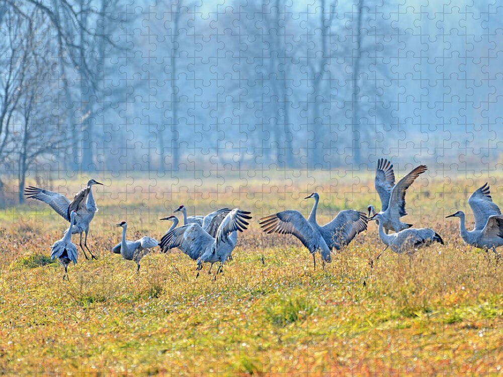 Sandhill Crane Jigsaw Puzzle featuring the photograph Saturday Night #1 by Tony Beck