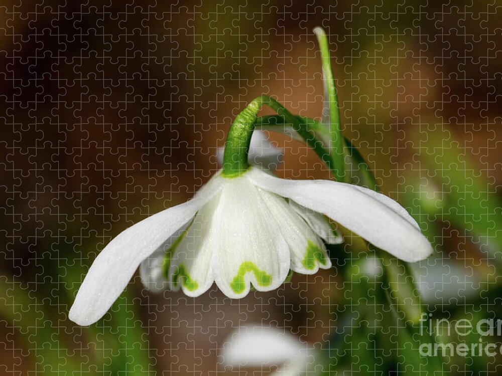 Snowdrop Jigsaw Puzzle featuring the photograph Single snowdrop #1 by Steev Stamford