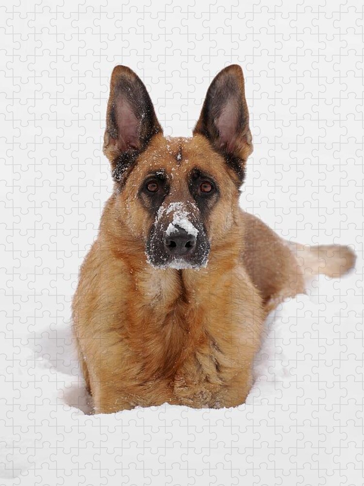 German Shepherd Dogs Jigsaw Puzzle featuring the photograph Snow Portrait Of A German Shepherd Dog by Angie Tirado