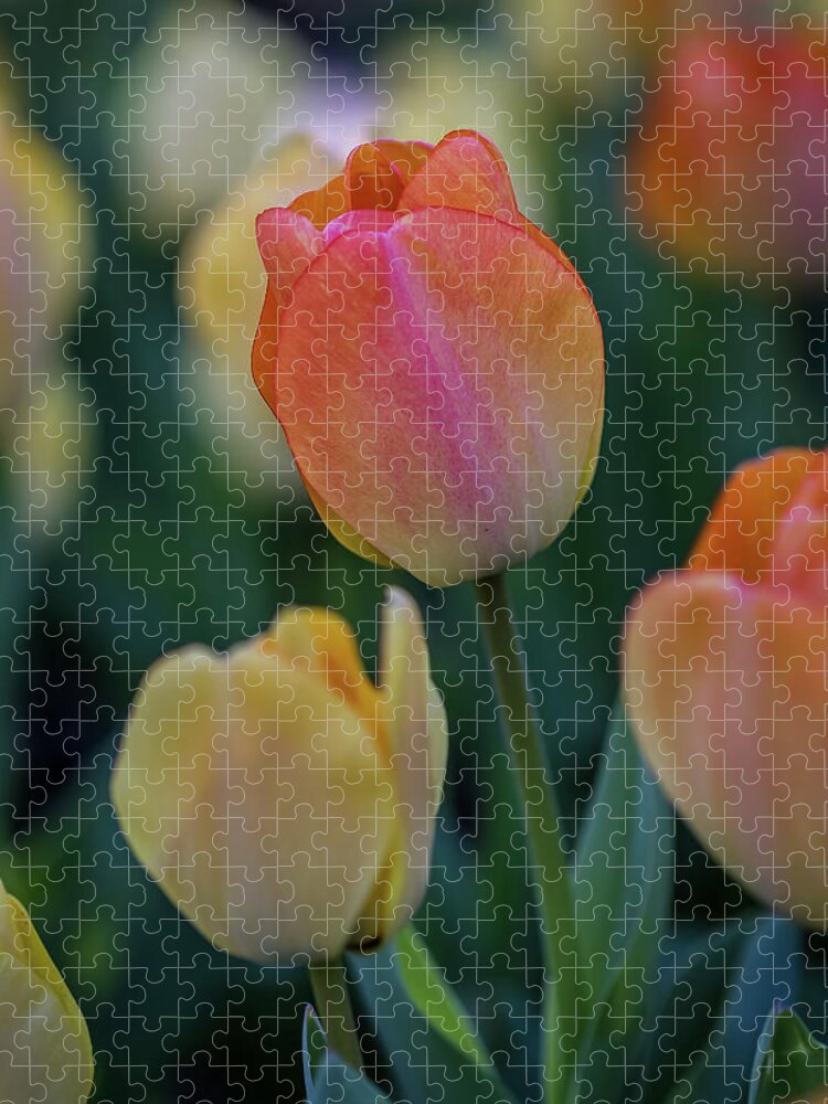 Bloom Jigsaw Puzzle featuring the photograph Spring Tulip #1 by Ron Pate