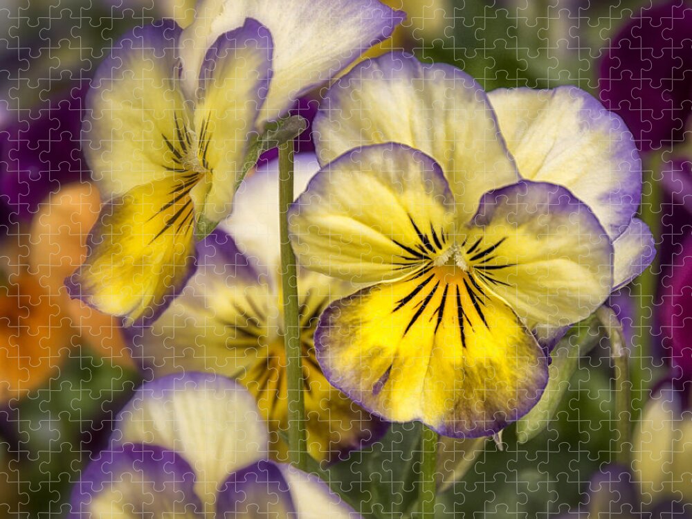 Violas Jigsaw Puzzle featuring the photograph Spring Up Close #3 by Robert Fawcett