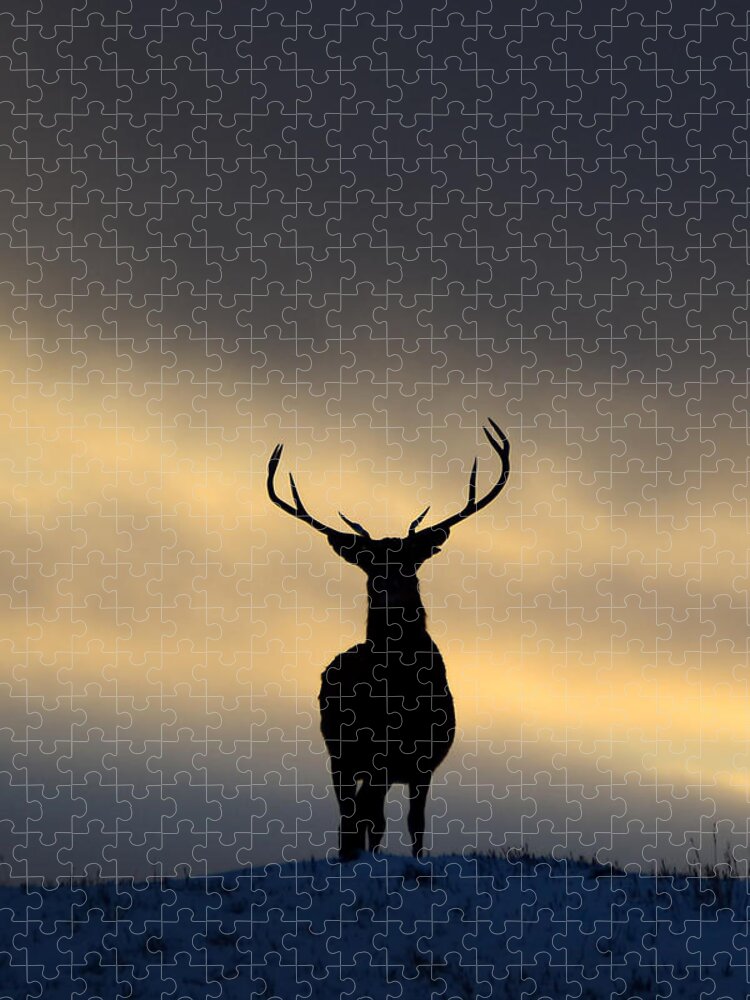 Stag Silhouette Jigsaw Puzzle featuring the photograph Stag Silhouette #1 by Gavin MacRae