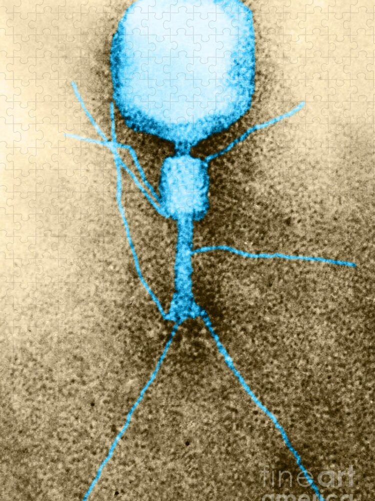 T-even Jigsaw Puzzle featuring the photograph T2 Coli Bacteriophage, Tem #1 by Biophoto Associates