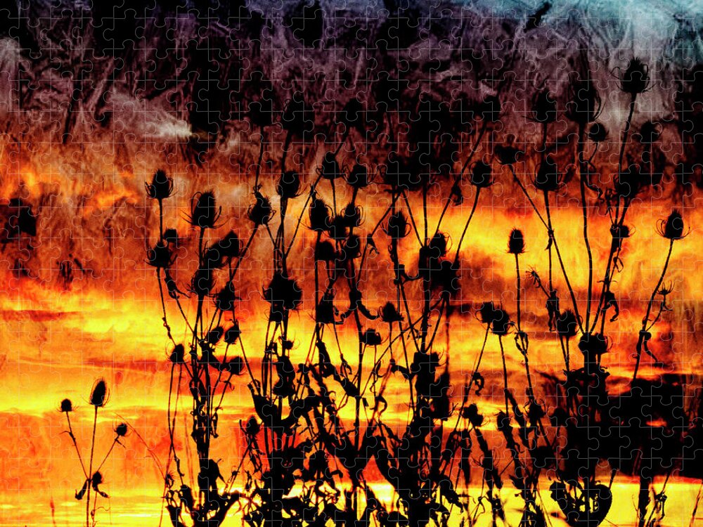 Duras Jigsaw Puzzle featuring the photograph Teasel Silhouette at Sunset. #1 by John Paul Cullen