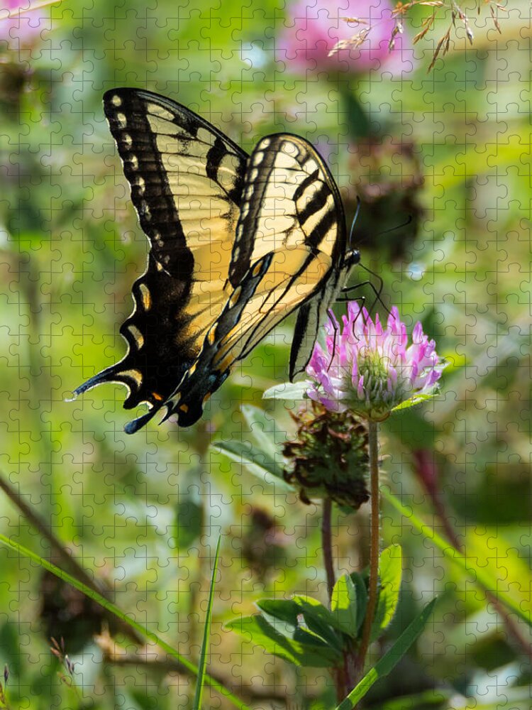 Butterfly Jigsaw Puzzle featuring the photograph Tiger Swallowtail Butterfly by Holden The Moment