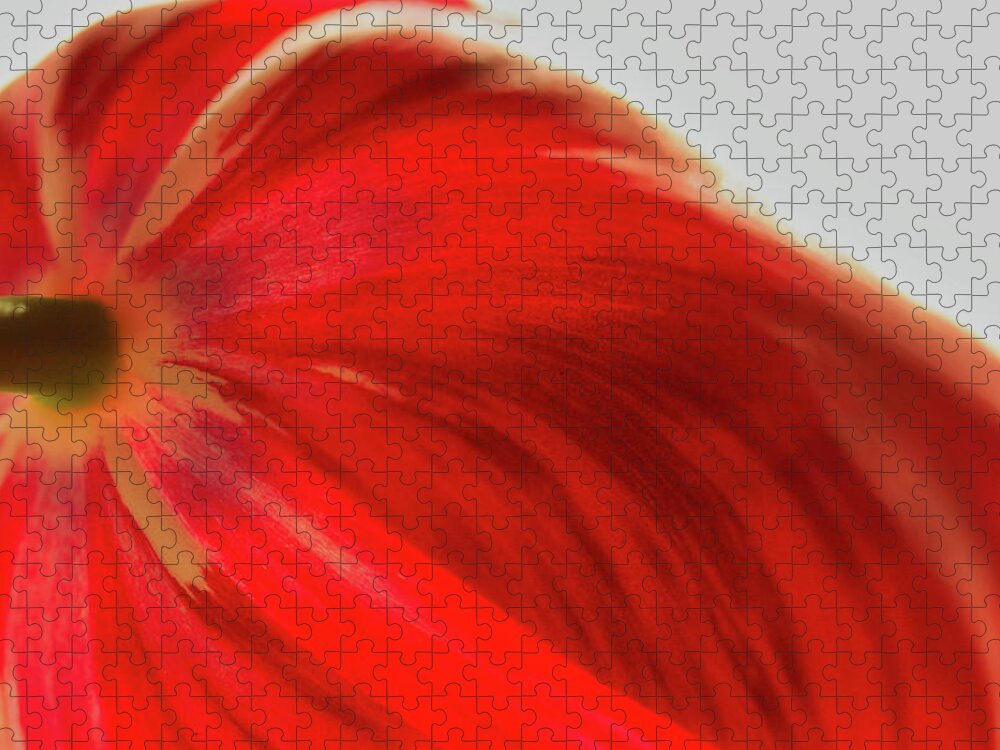 Tulip Jigsaw Puzzle featuring the photograph Tulip #1 by Kevin Schwalbe
