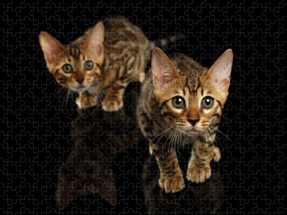Cat Jigsaw Puzzle featuring the photograph Two Bengal Kitty Looking in Camera on Black #2 by Sergey Taran