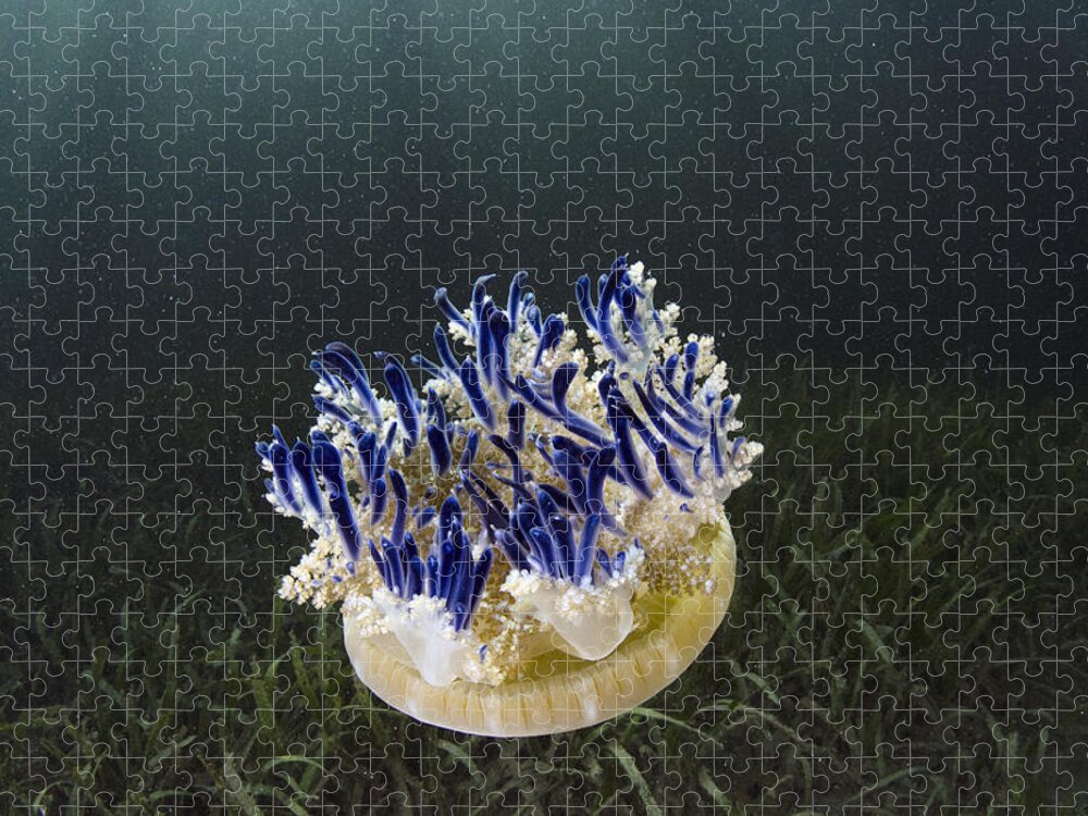 Mp Jigsaw Puzzle featuring the photograph Upside-down Jellyfish Cassiopea Sp by Pete Oxford