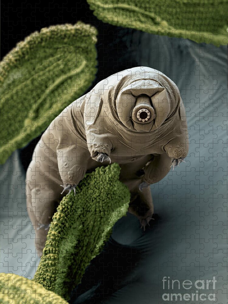 Paramacrobiotus Craterlaki Jigsaw Puzzle featuring the photograph Water Bear Or Tardigrade by Eye of Science