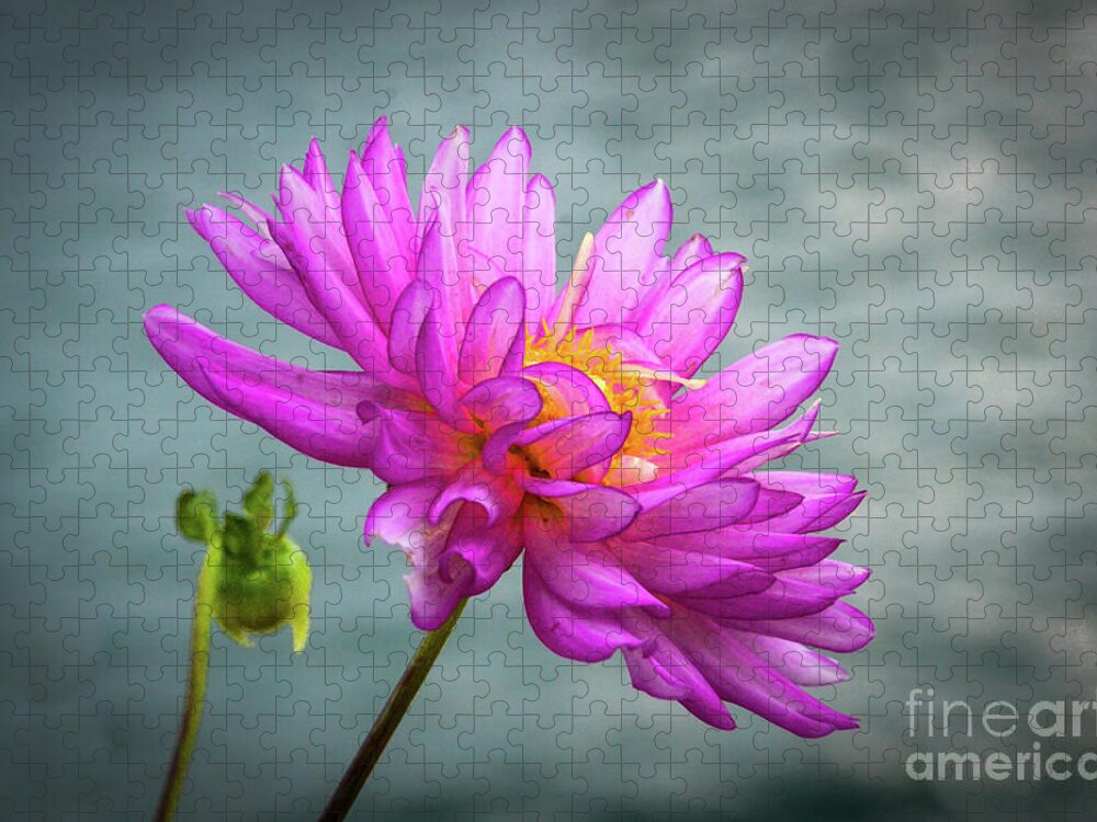 Lotus Flower Jigsaw Puzzle featuring the photograph Water Lily #2 by Randy J Heath