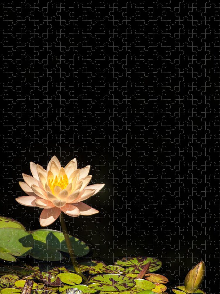 Cleveland Jigsaw Puzzle featuring the photograph Water Lily #1 by Stewart Helberg