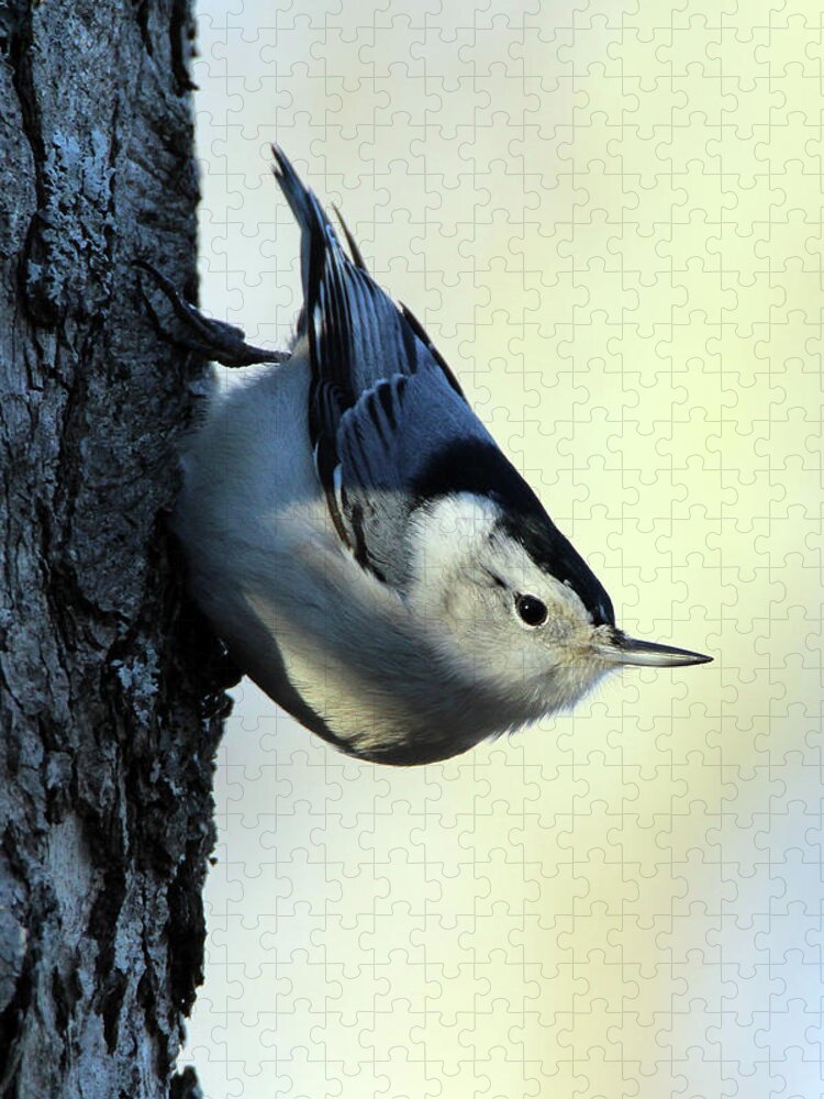 White Breasted Nuthatch Jigsaw Puzzle featuring the photograph White Breasted Nuthatch Wading River New York #1 by Bob Savage