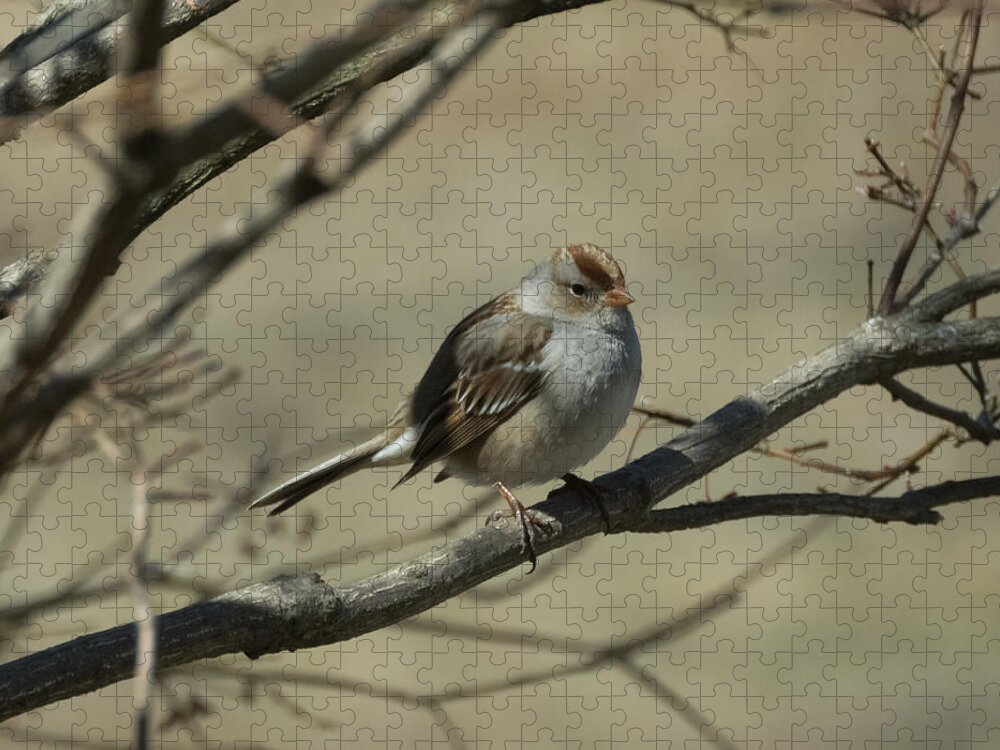 White Crowned Sparrow Jigsaw Puzzle featuring the photograph White-Crowned Sparrow    by Holden The Moment