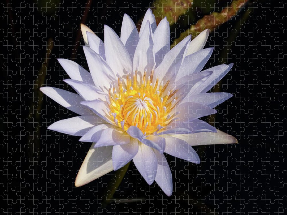 Water Lily Jigsaw Puzzle featuring the photograph White Water Lily #1 by Steve Stuller