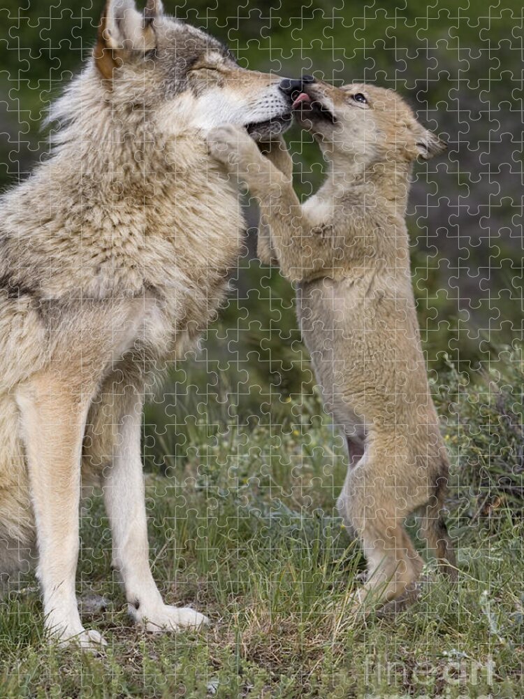 Gray Wolf Jigsaw Puzzle featuring the photograph Wolf Cub Begging For Food #1 by Jean-Louis Klein & Marie-Luce Hubert