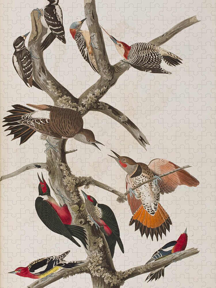 Audubon Jigsaw Puzzle featuring the painting Woodpeckers by John James Audubon