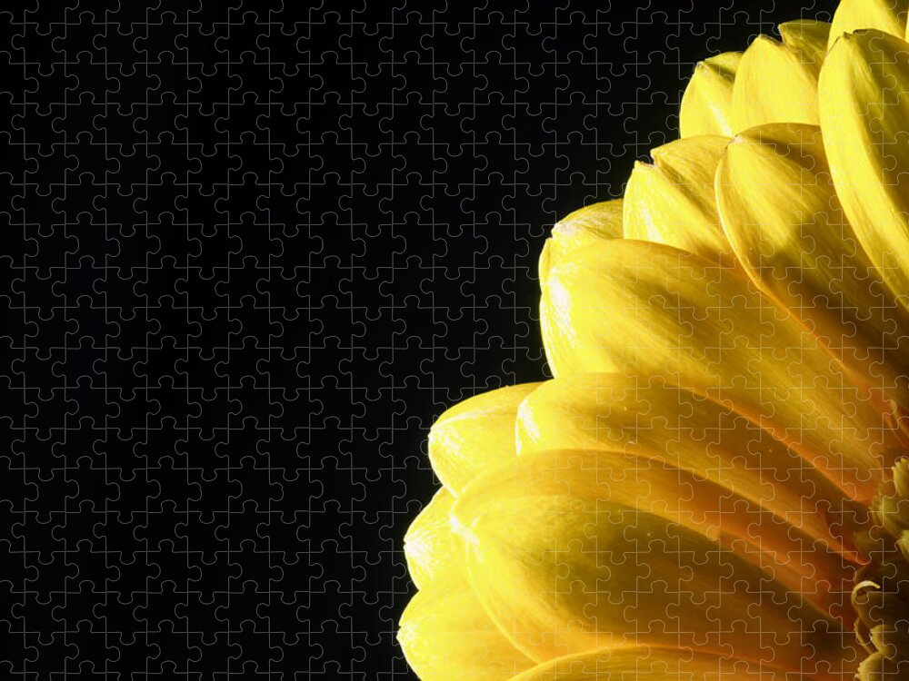 Color Jigsaw Puzzle featuring the photograph Yellow Gerbera Flower #1 by John Williams