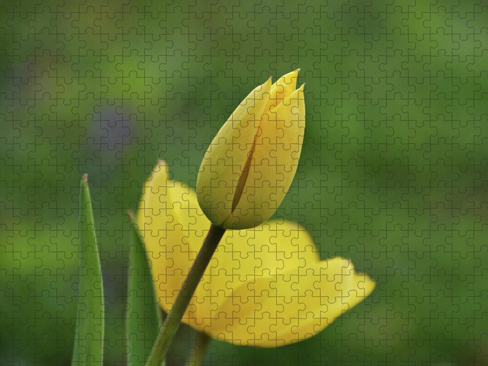 Tulips Jigsaw Puzzle featuring the photograph Yellow Tulips #1 by Sandy Keeton