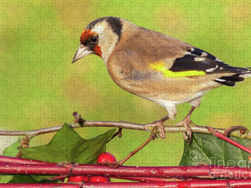 Goldfinch Jigsaw Puzzle featuring the photograph European goldfinch bird close up  #6 by Simon Bratt
