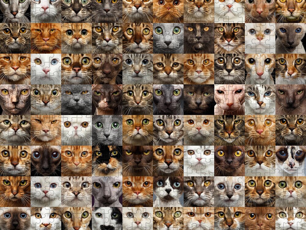 100 Jigsaw Puzzle featuring the photograph 100 Cat faces by Sergey Taran