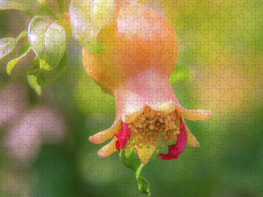 Fruit Jigsaw Puzzle featuring the photograph 10914 Pomegranate by Pamela Williams